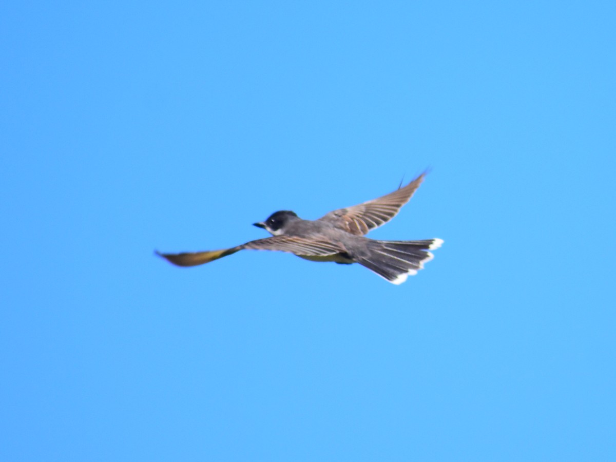 Tyran tritri - ML646556124