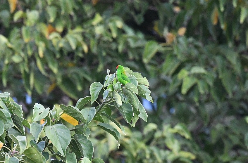 Sulawesi Hanging-Parrot - ML646556127