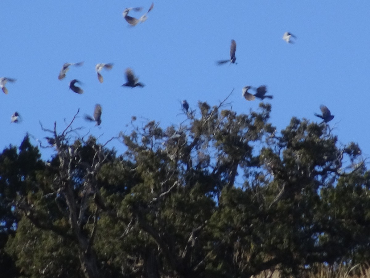 Pinyon Jay - ML646556128