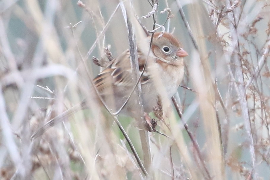 Field Sparrow - ML646556129