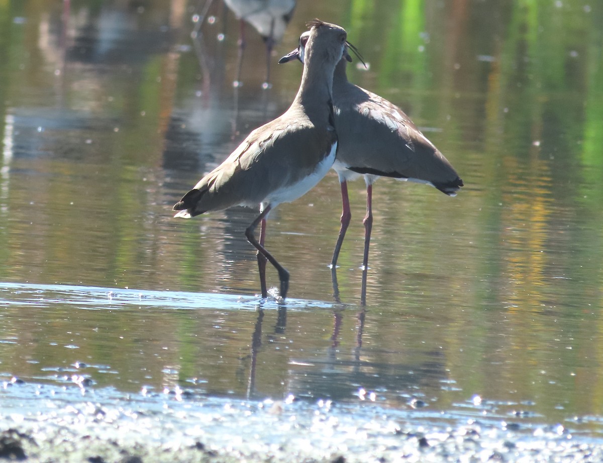 Southern Lapwing - ML646556130