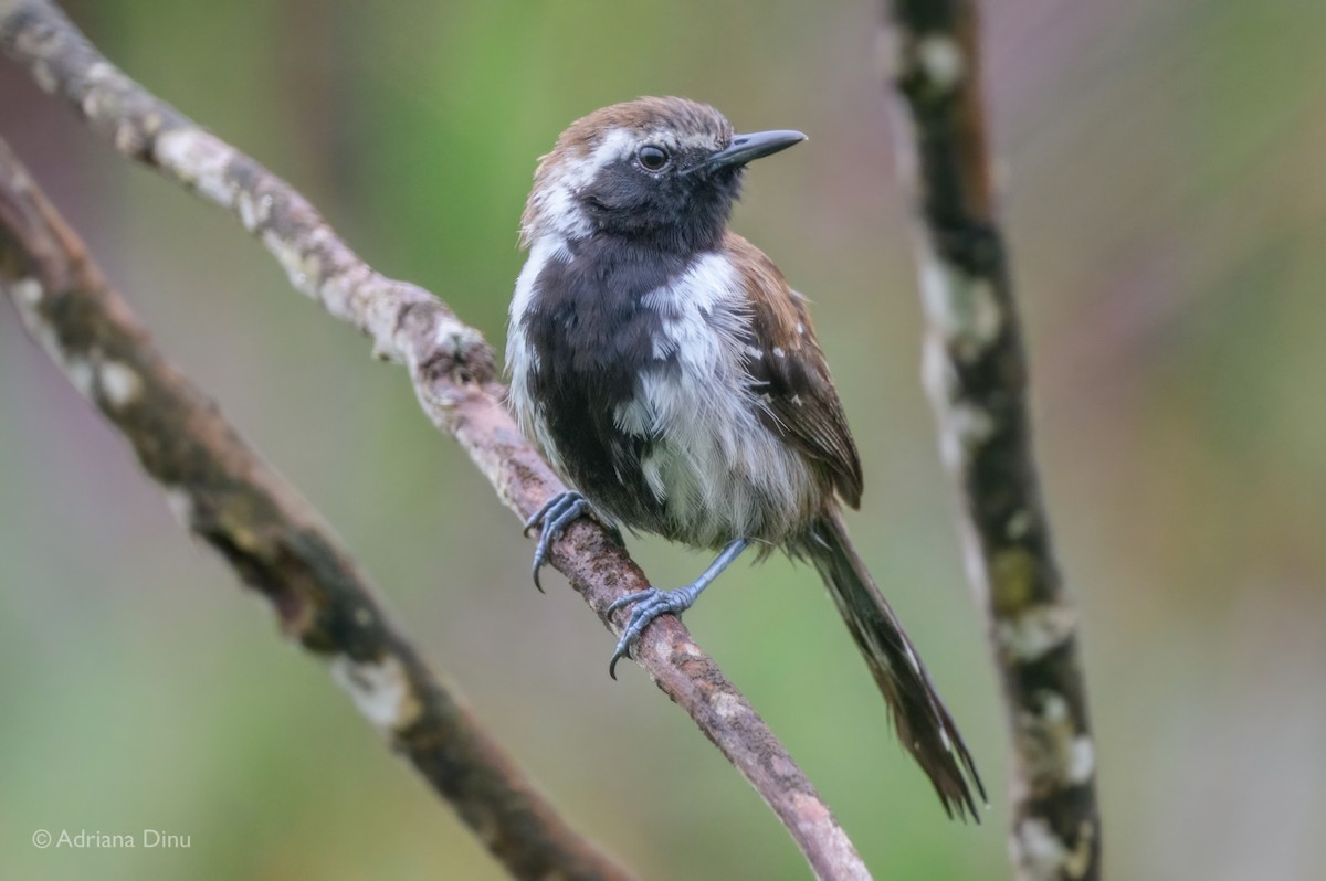 シンコラアリサザイ - ML646556131