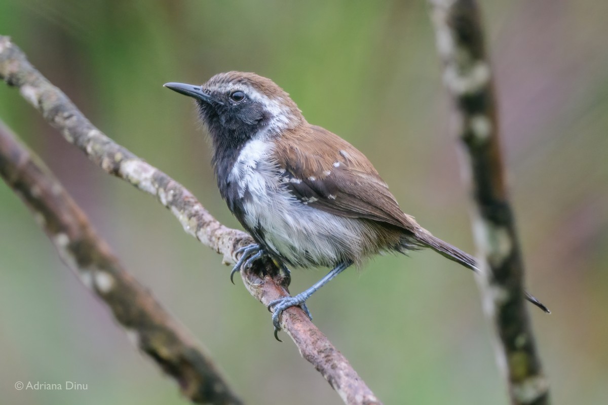 Sincora Antwren - ML646556132