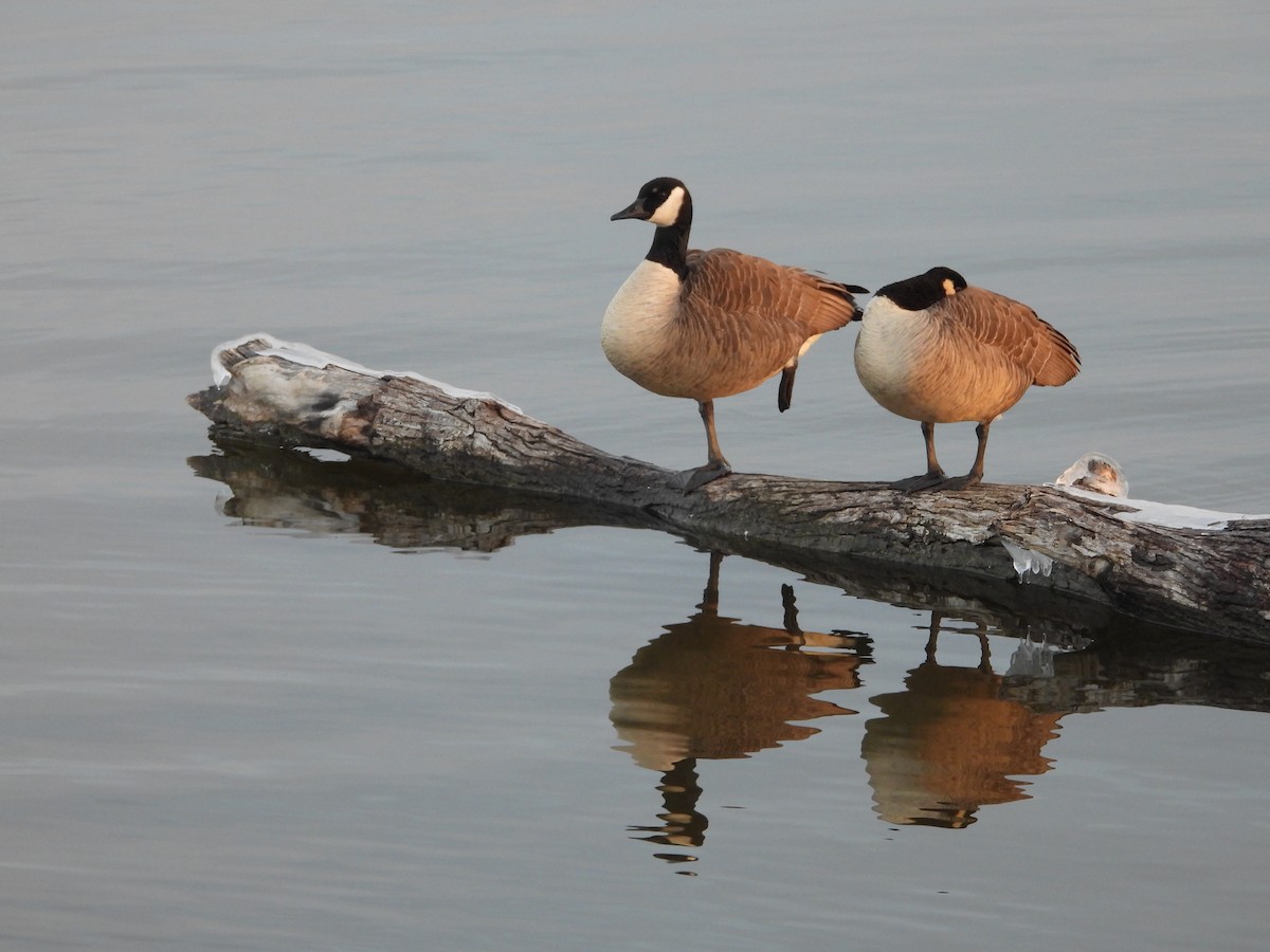 berneška velká - ML646556133