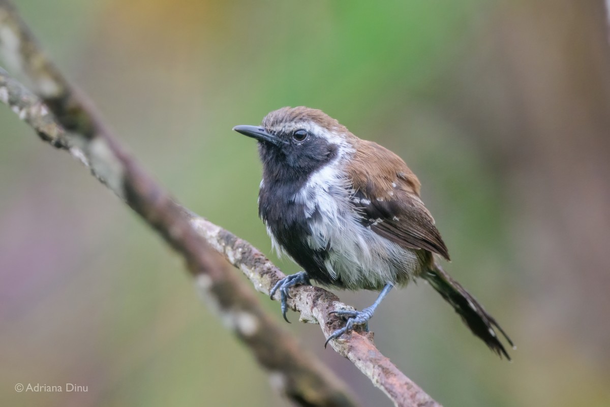 Sincora Antwren - ML646556134