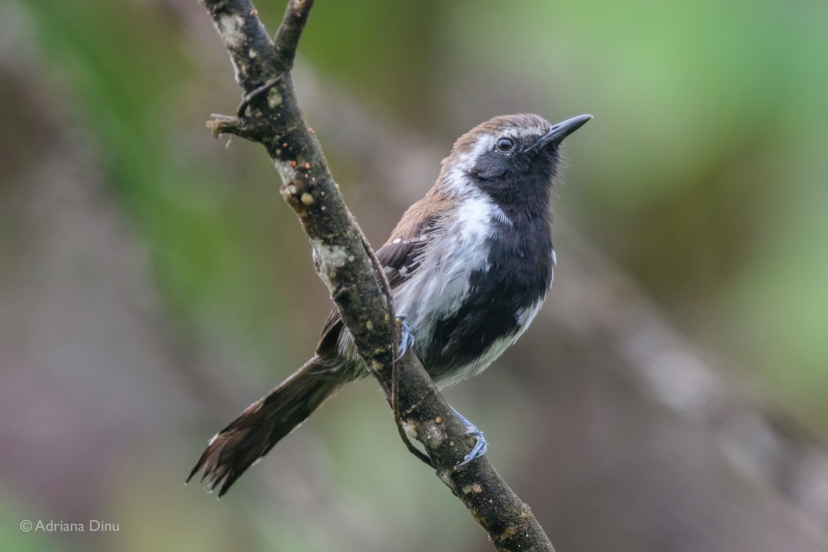 シンコラアリサザイ - ML646556135