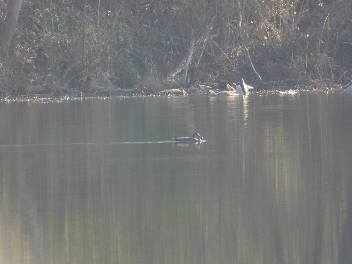 赤膀鴨 - ML646556138