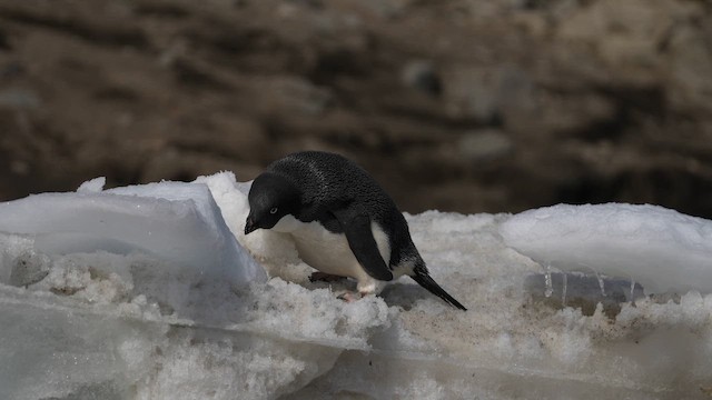 Adelie Penguin - ML646556139