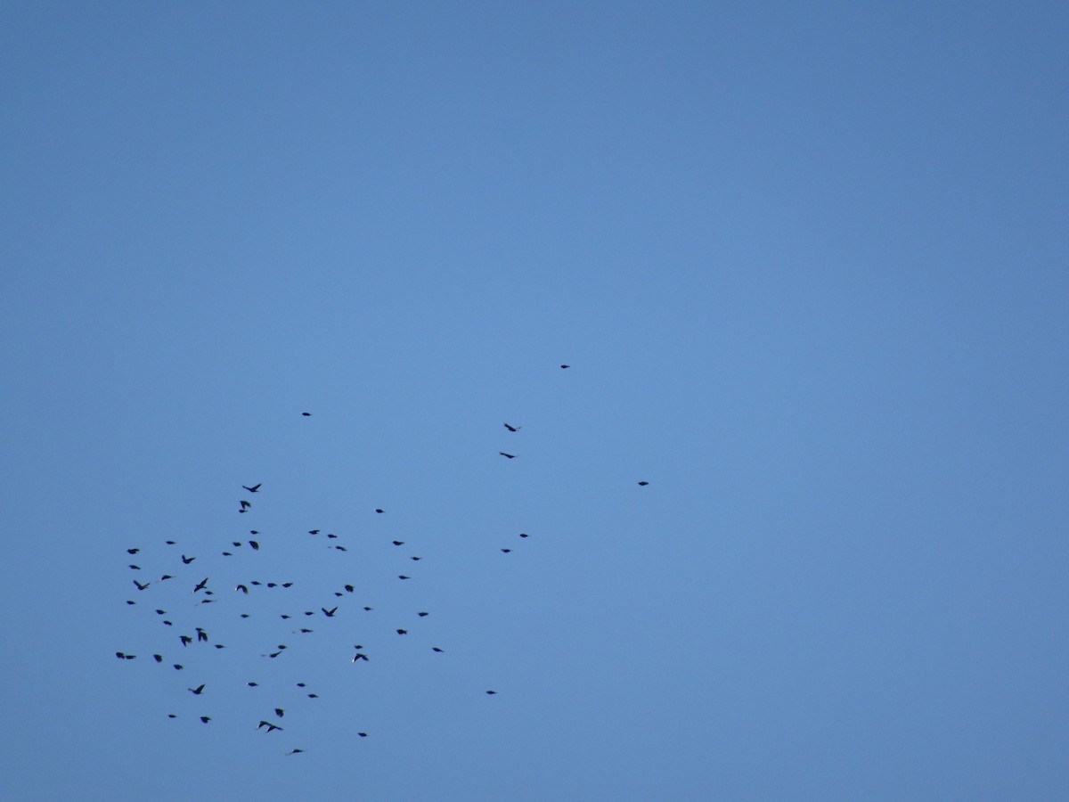 Pinyon Jay - ML646556140