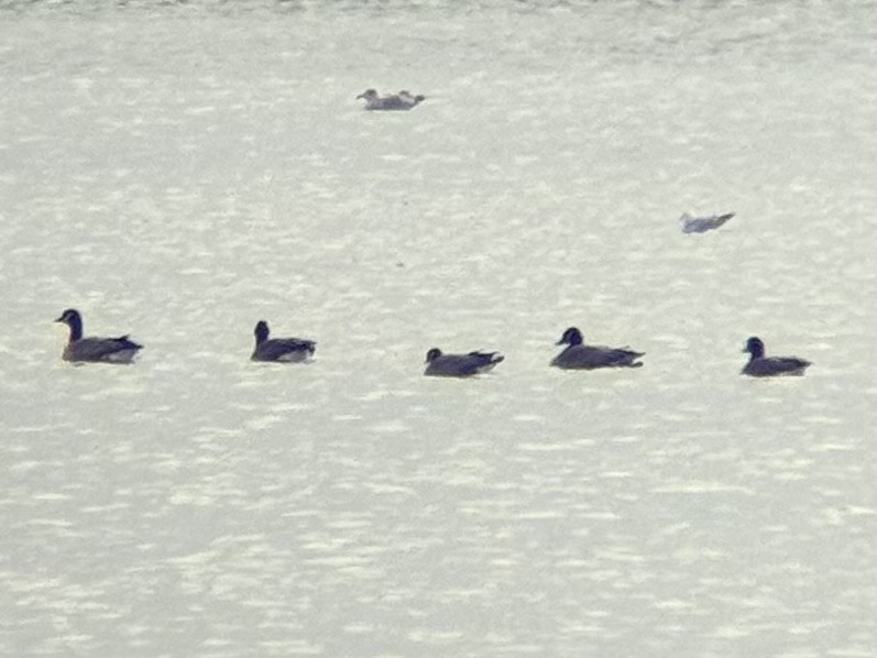 berneška malá - ML646556141