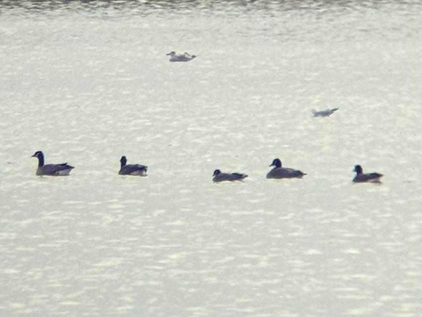 berneška malá - ML646556142