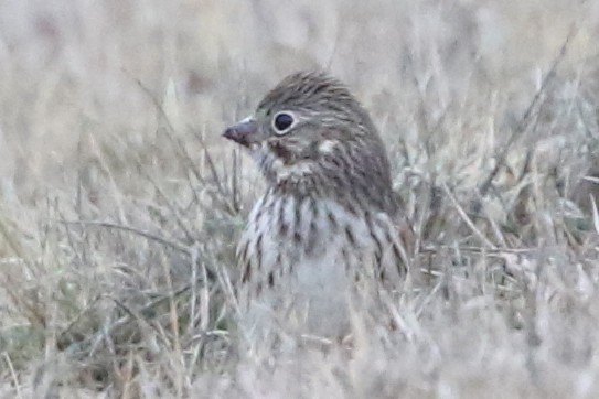 Vesper Sparrow - ML646556145