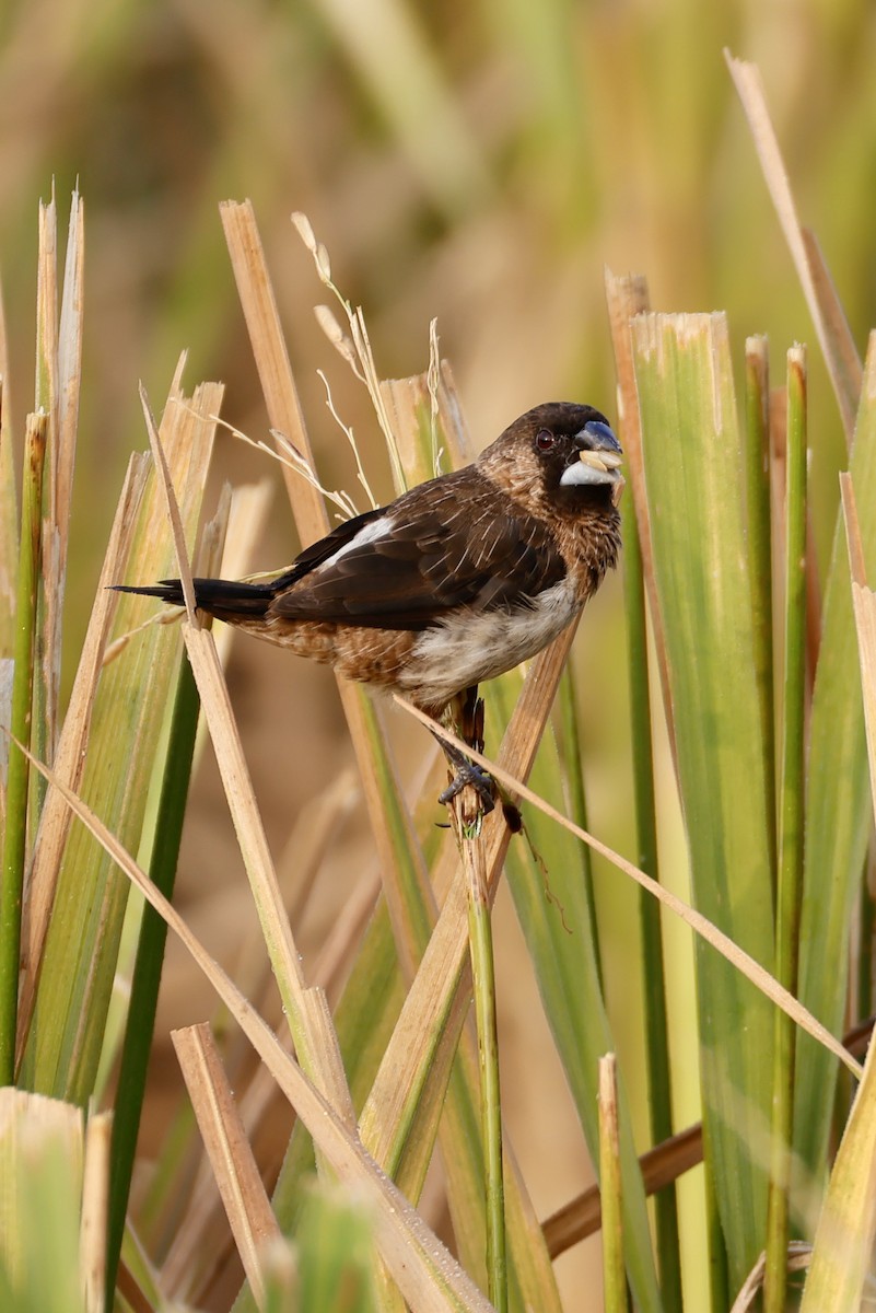 White-rumped Munia - ML646556146