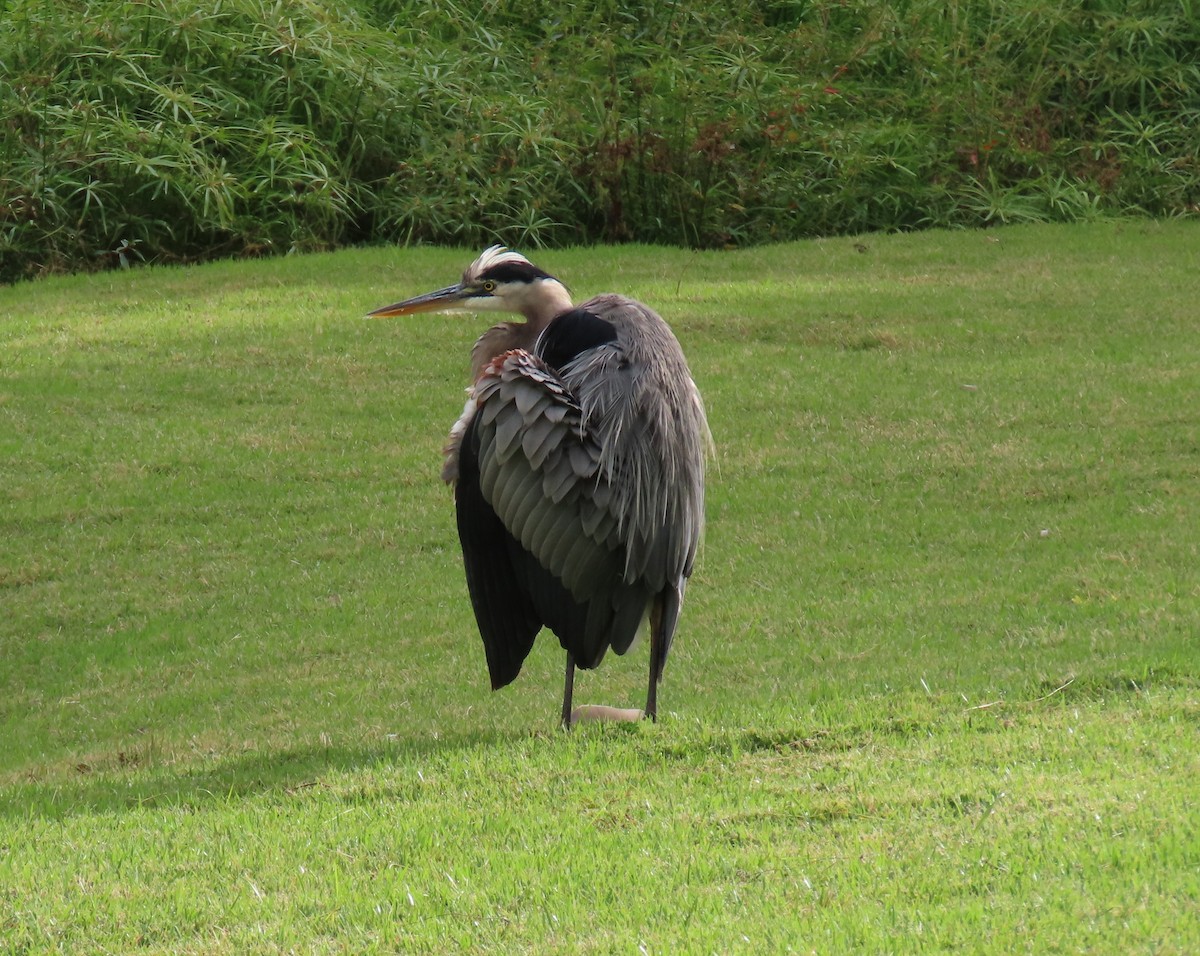 Great Blue Heron - ML646556147