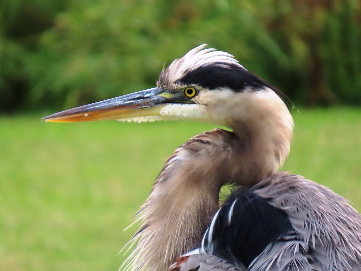Great Blue Heron - ML646556148