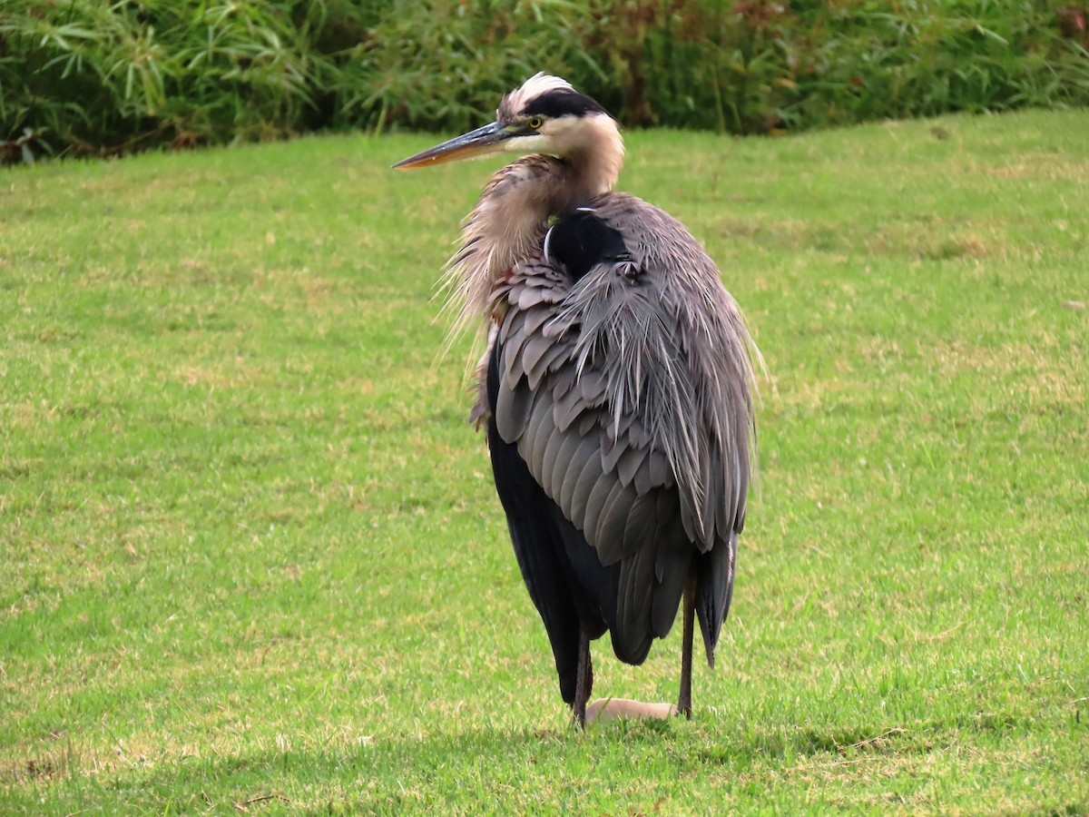 Great Blue Heron - ML646556149