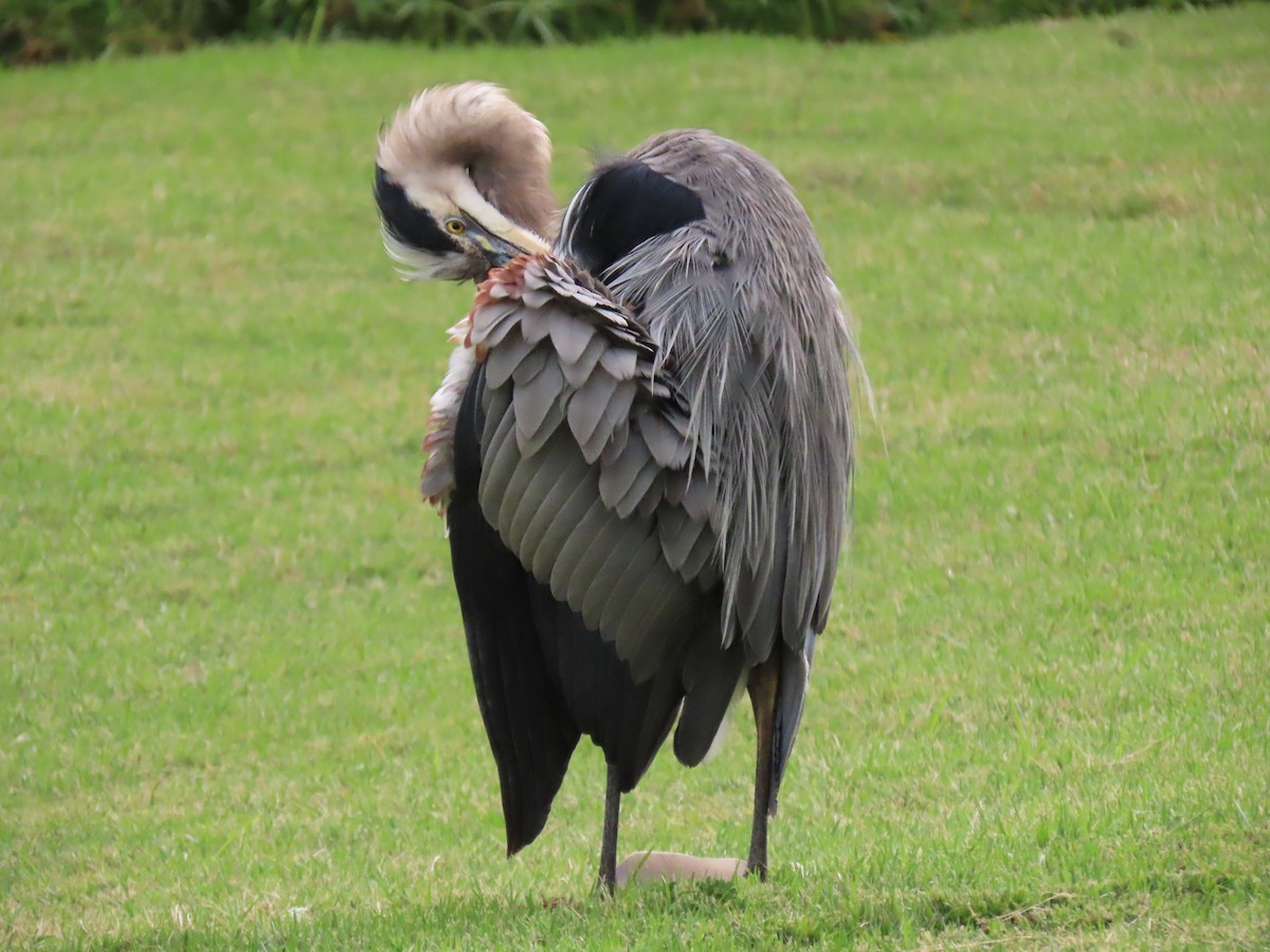 Great Blue Heron - ML646556151