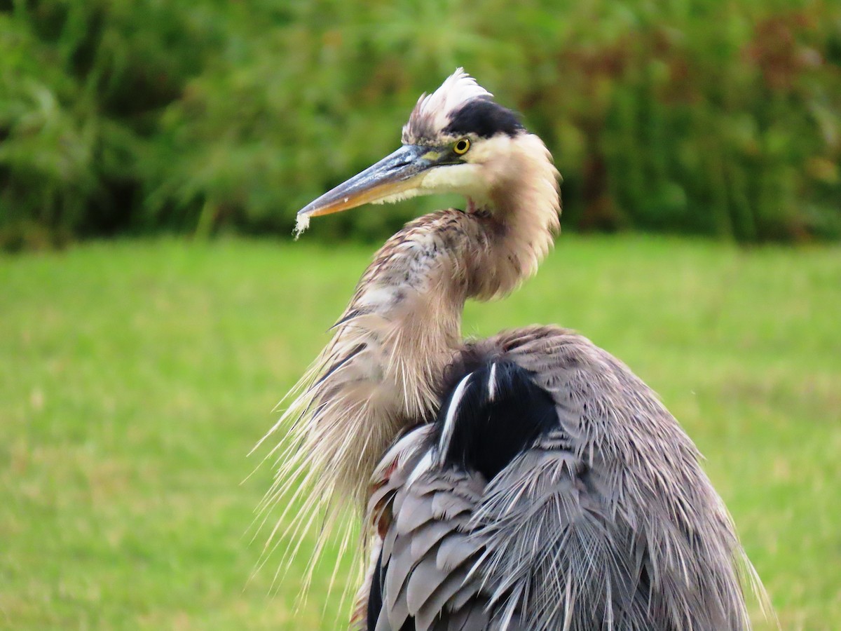 Great Blue Heron - ML646556152