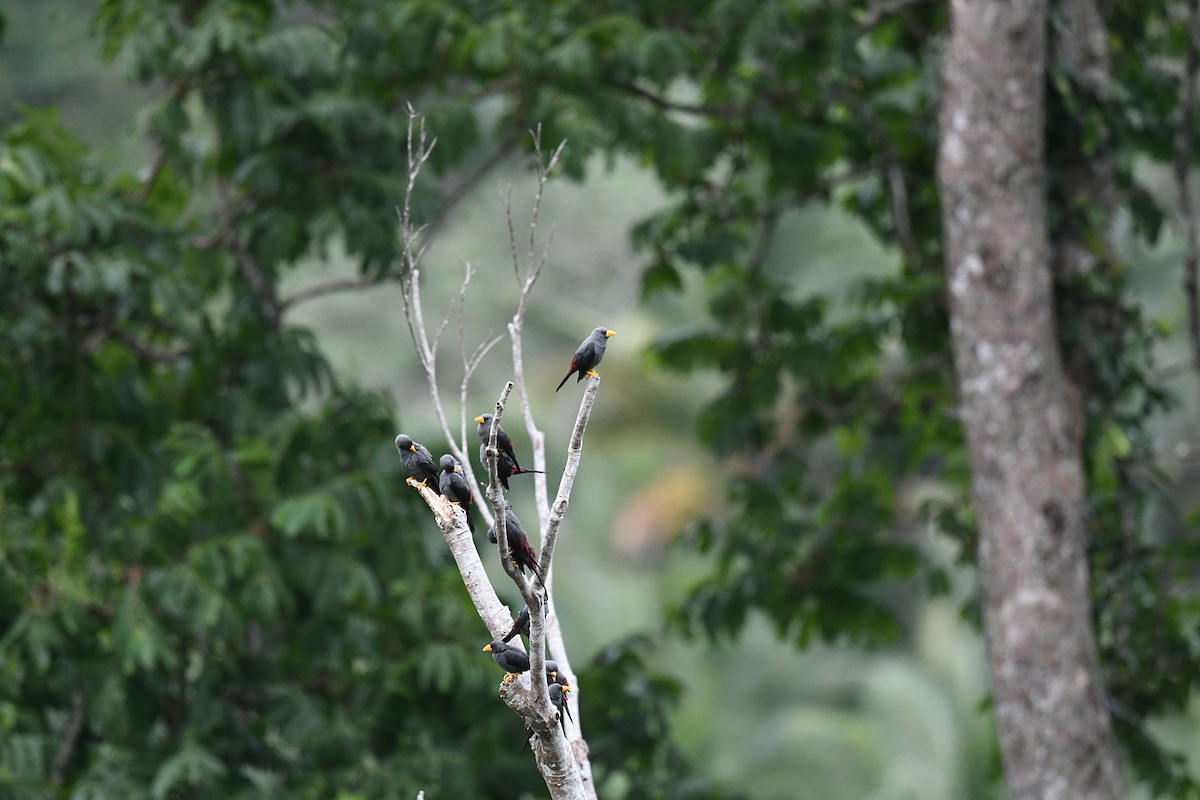 Finch-billed Myna - ML646556155
