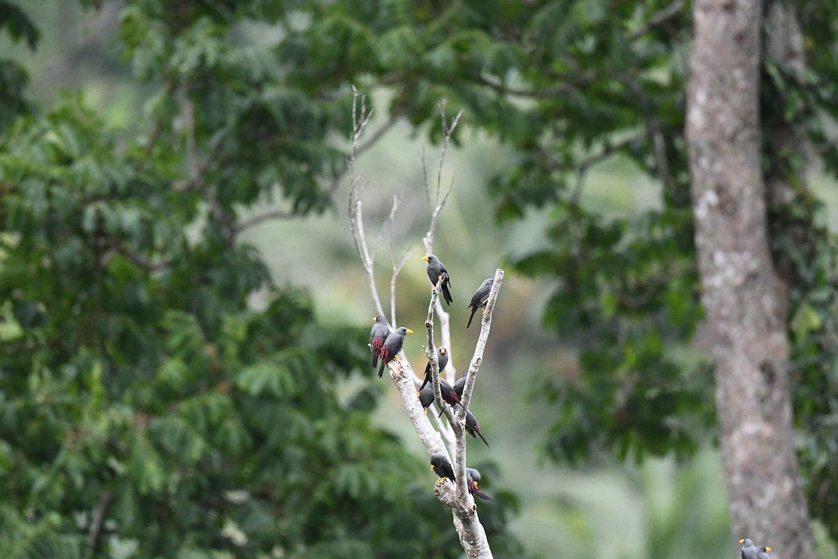 Finch-billed Myna - ML646556156