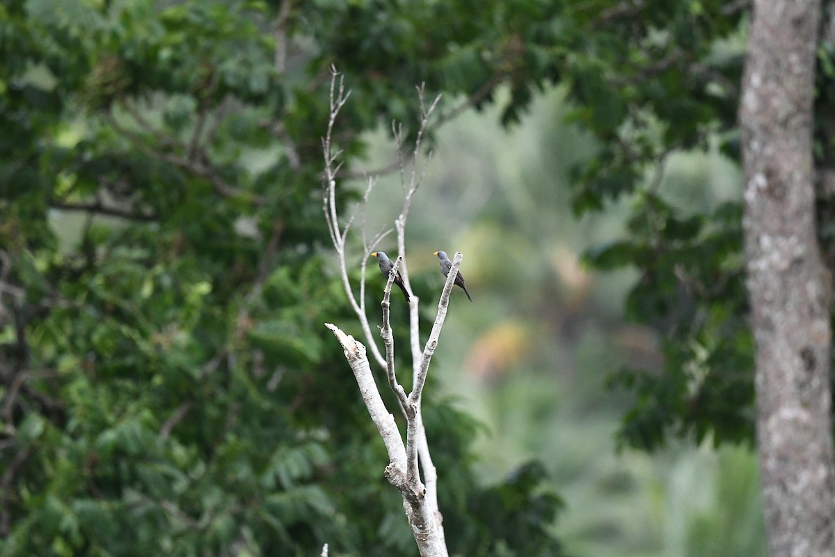 シュウダンムクドリ - ML646556157