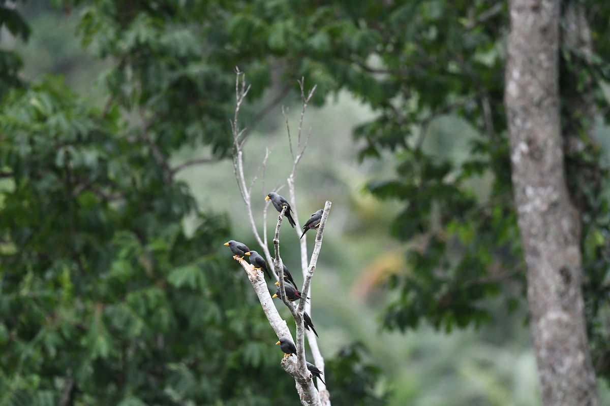 Finch-billed Myna - ML646556158