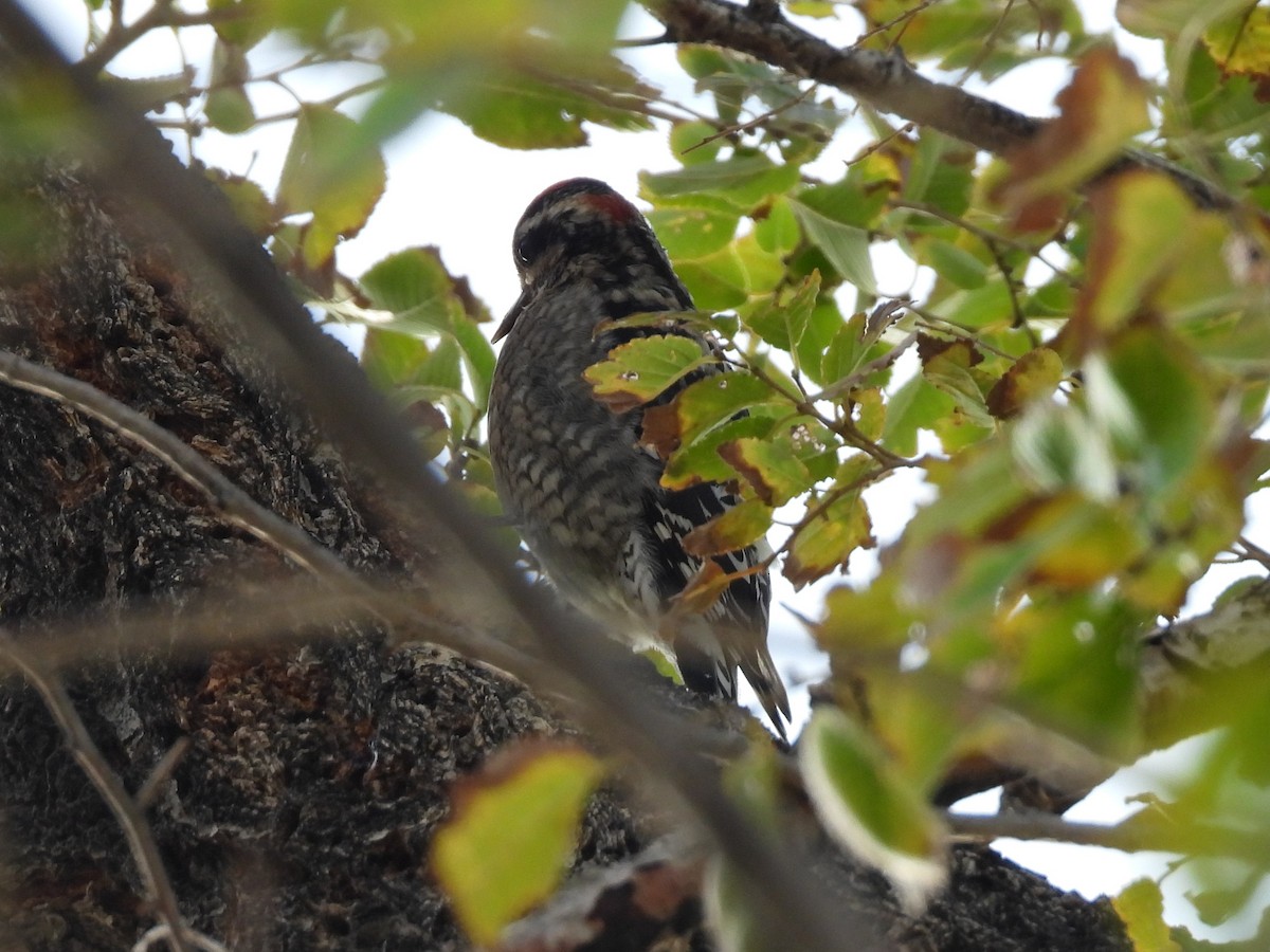 アカエリシルスイキツツキ - ML646556159