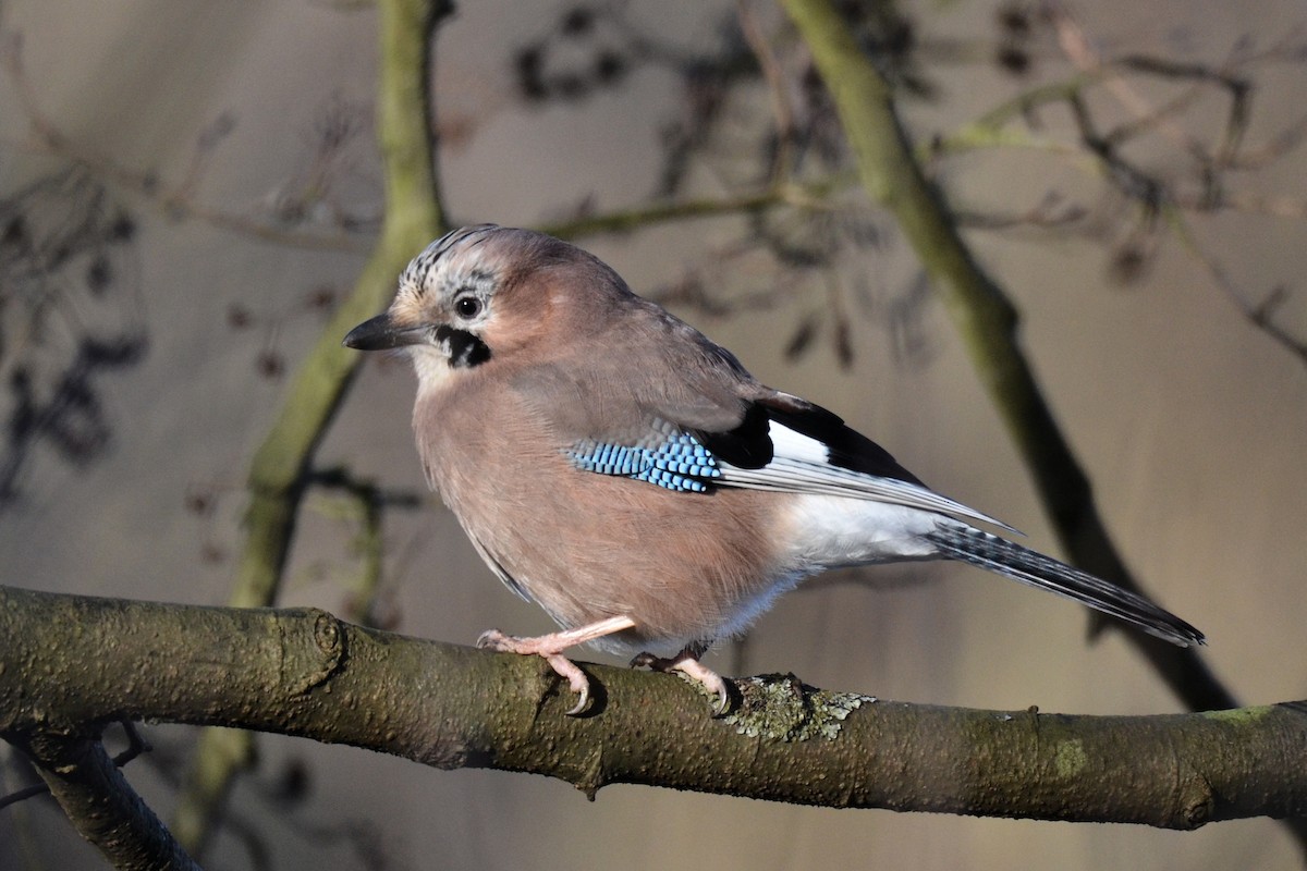 カケス - ML646556160