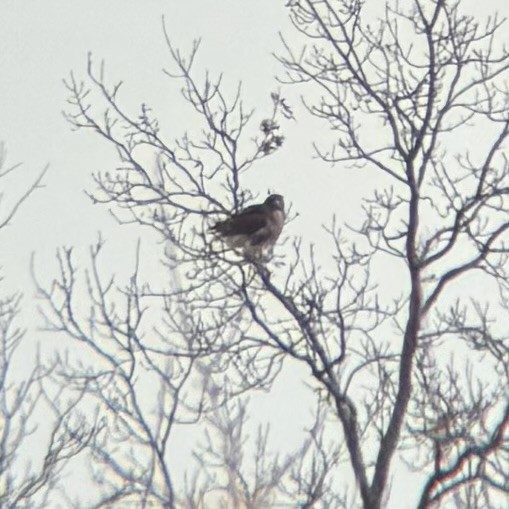 アカオノスリ - ML646556162