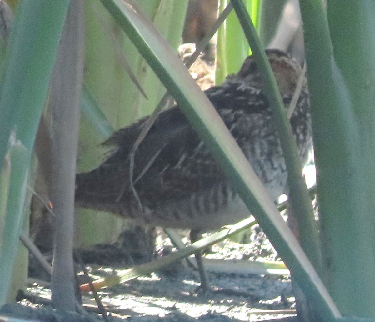 Wilson's Snipe - ML646556163