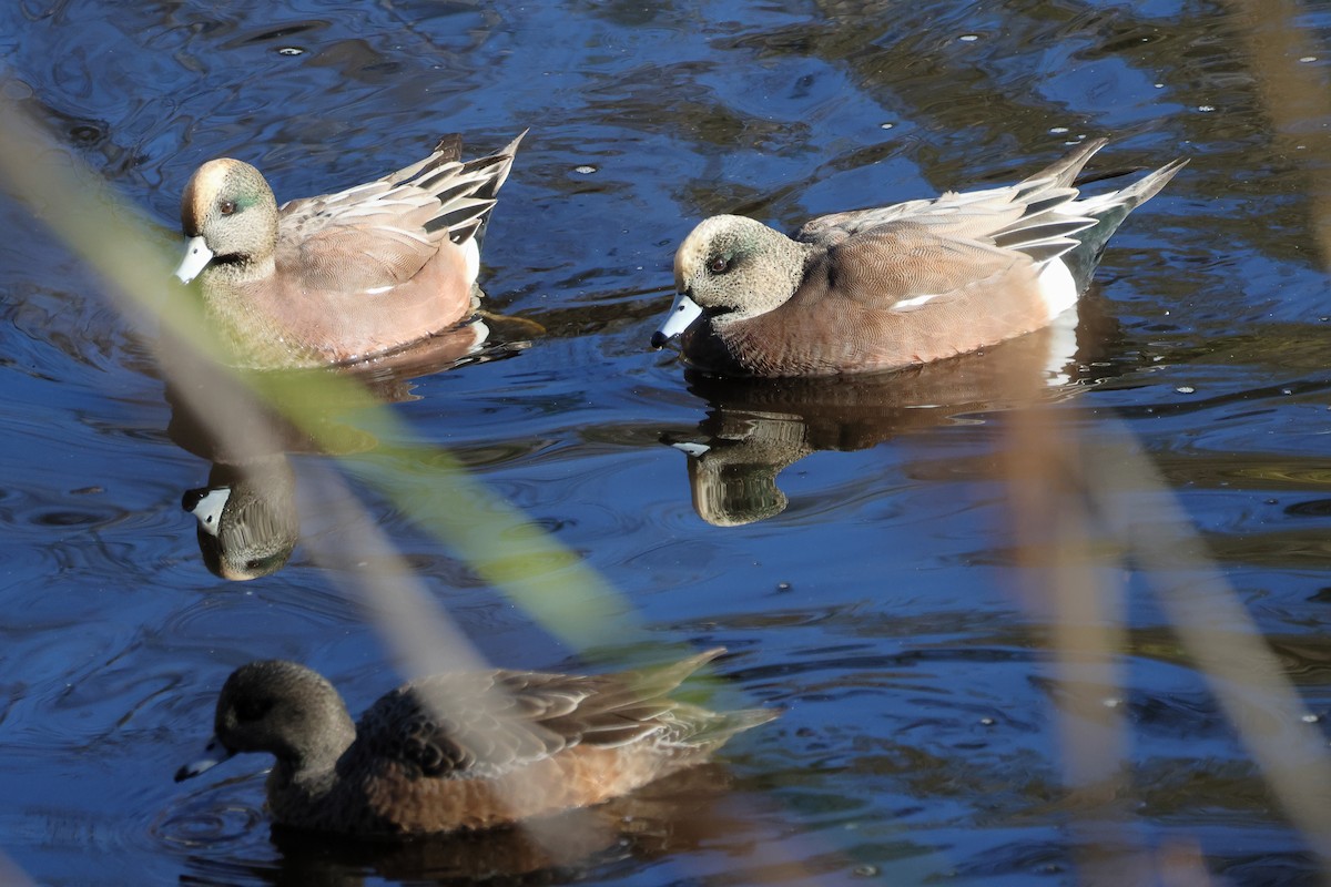 アメリカヒドリ - ML646556164