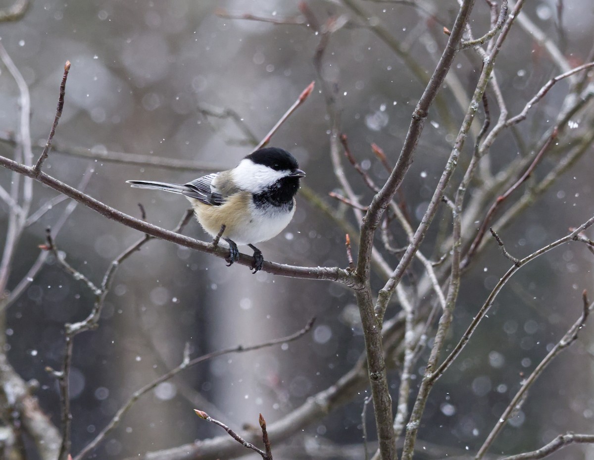 Black-capped Chickadee - ML646556167