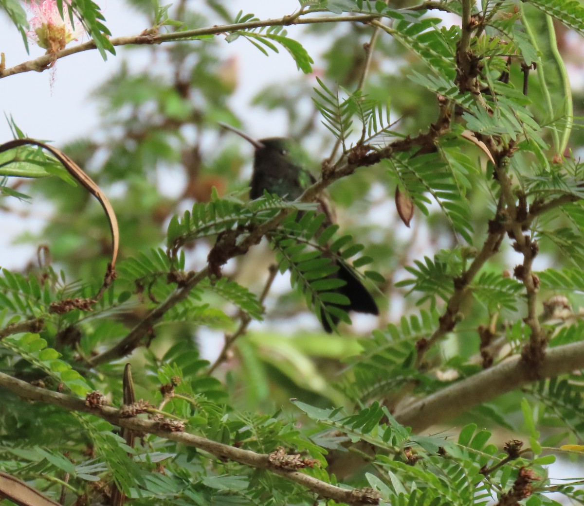 Glittering-throated Emerald - ML646556168