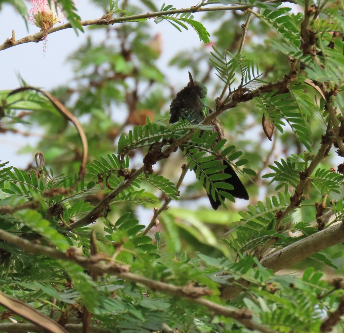 Glittering-throated Emerald - ML646556169