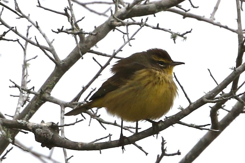 ヤシアメリカムシクイ - ML646556170