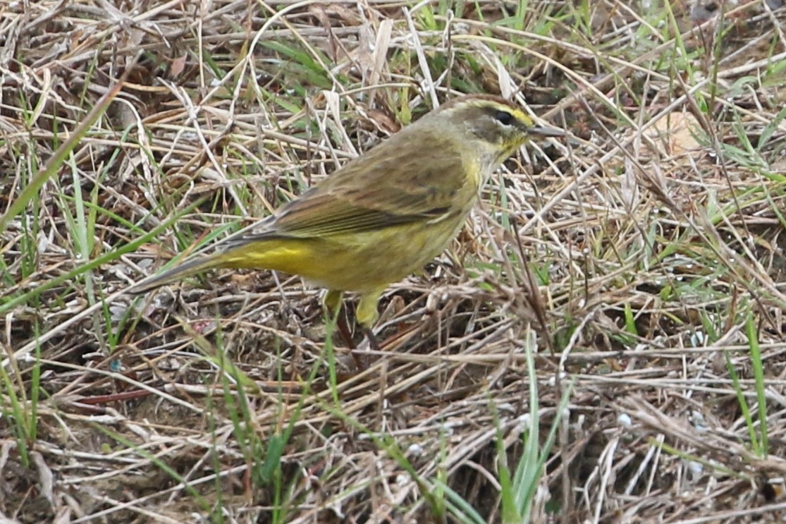 ヤシアメリカムシクイ - ML646556171