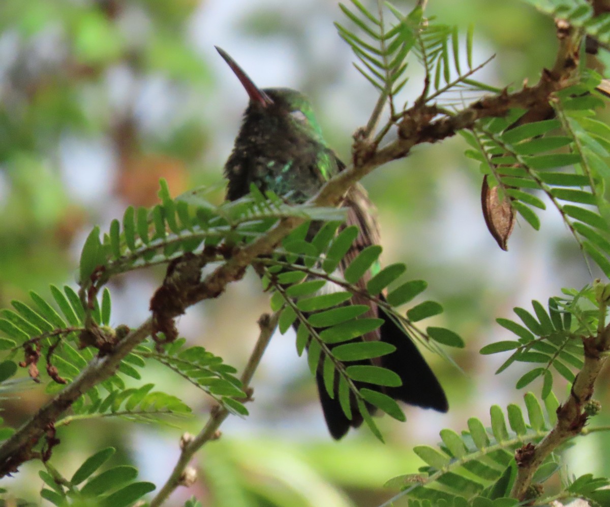 Glittering-throated Emerald - ML646556172