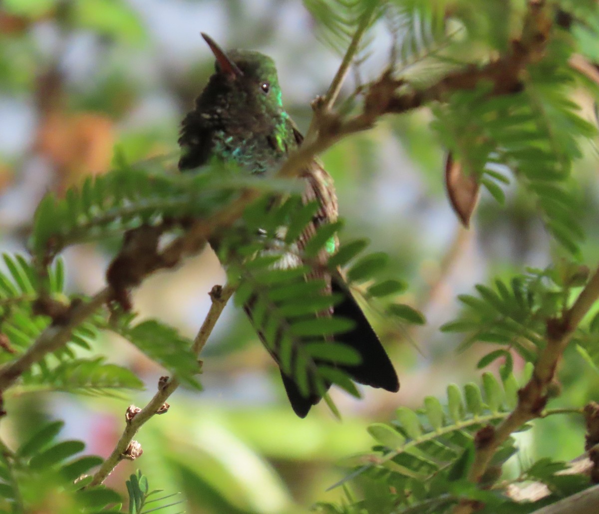 Glittering-throated Emerald - ML646556173