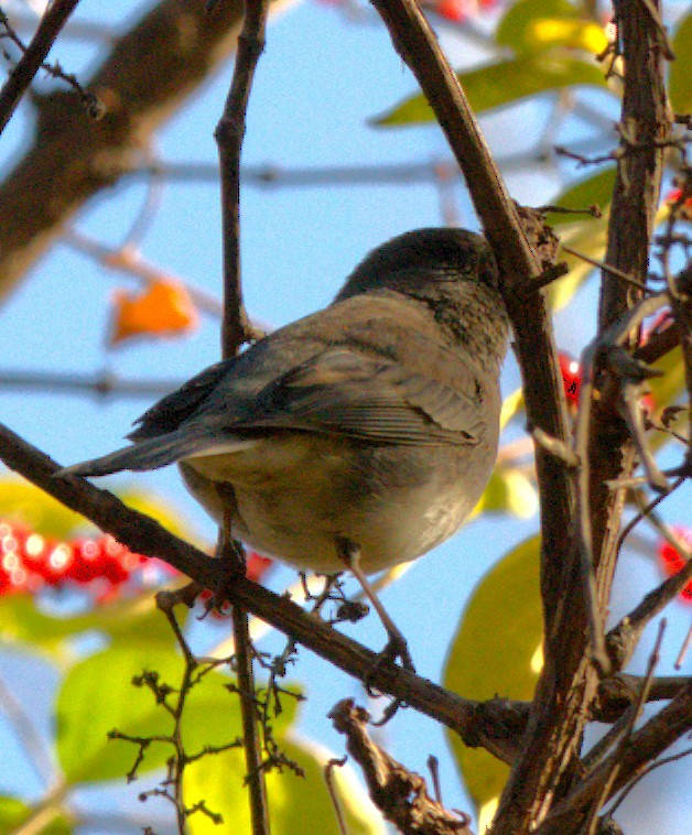 ユキヒメドリ - ML646556174