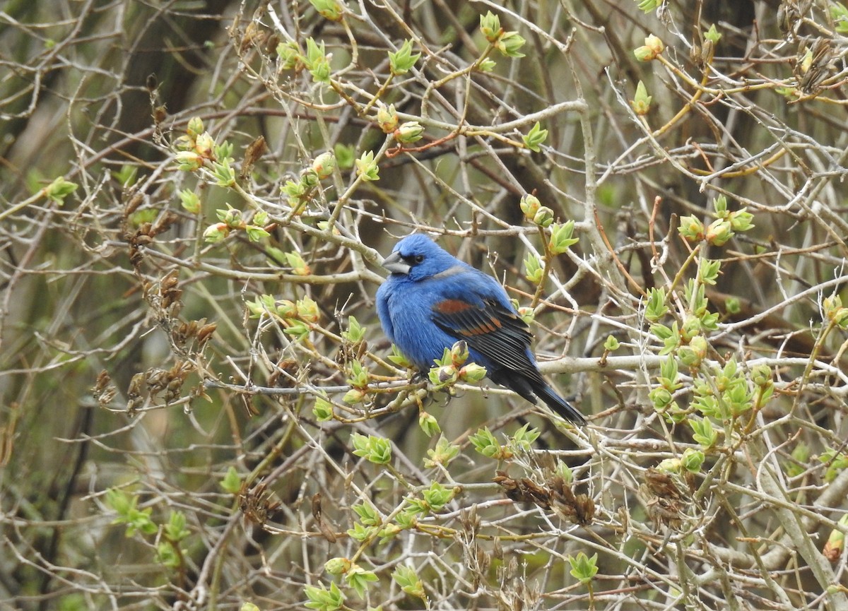 Blue Grosbeak - ML646556175