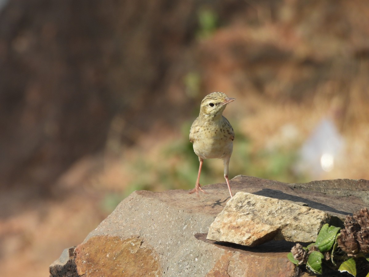 ムジタヒバリ - ML646556176