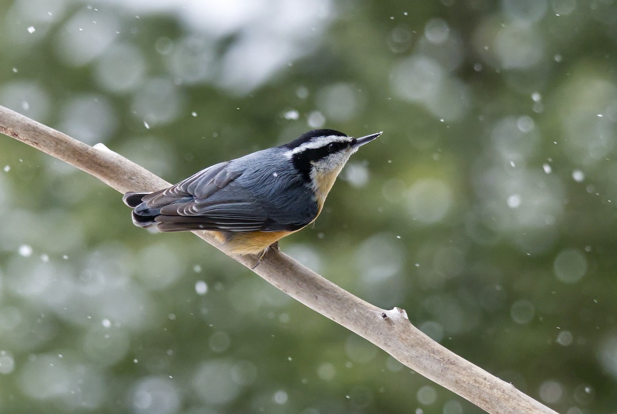 ムネアカゴジュウカラ - ML646556180