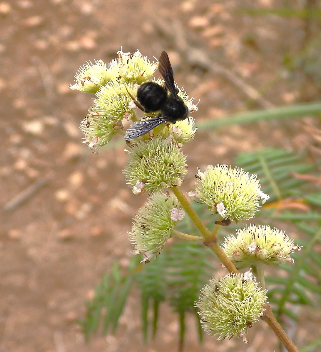 Animals - ML646556181