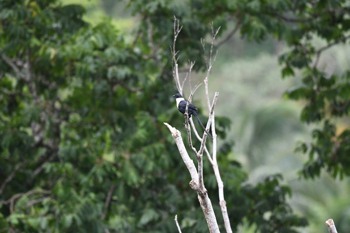 カササギムクドリ（torquata） - ML646556183