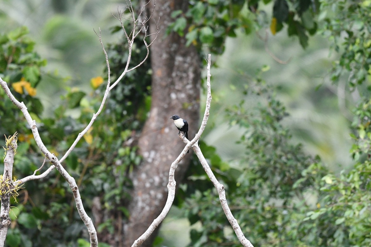 カササギムクドリ（torquata） - ML646556184
