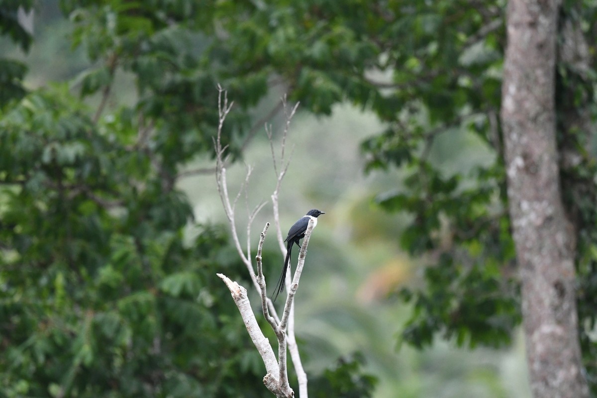 カササギムクドリ（torquata） - ML646556185