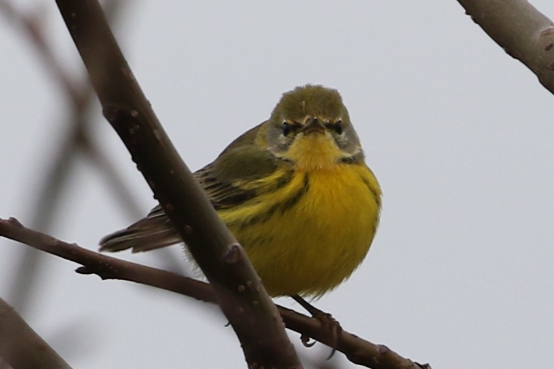 チャスジアメリカムシクイ - ML646556192