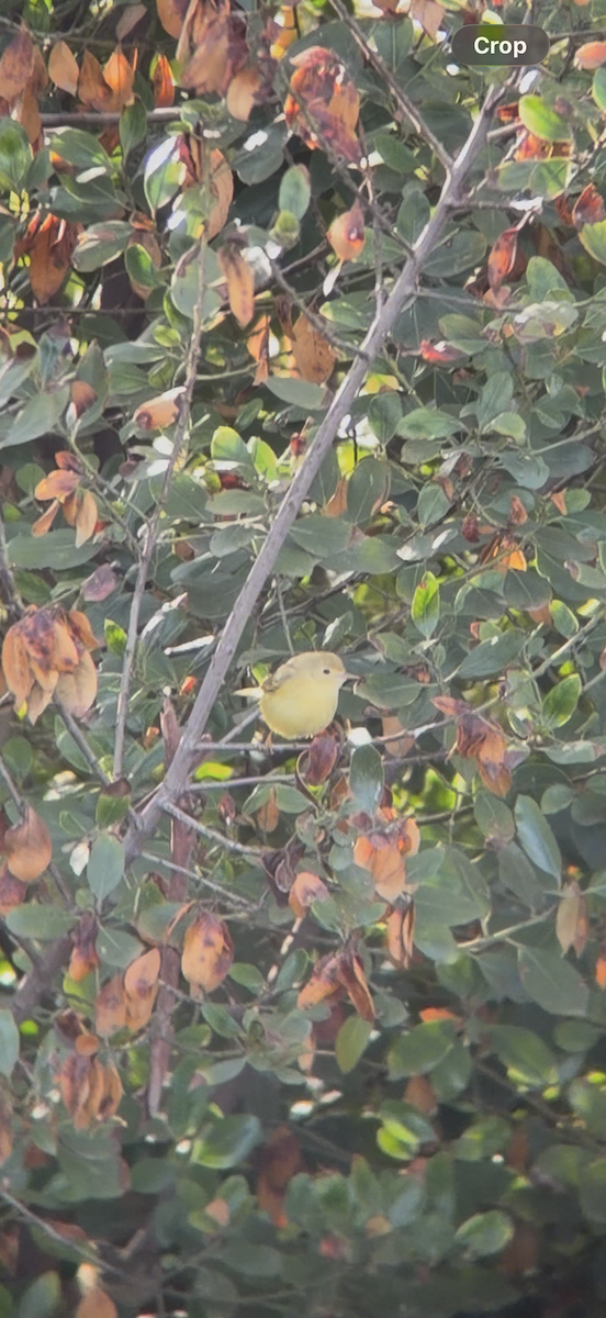 Sarı Ötleğen - ML646556195