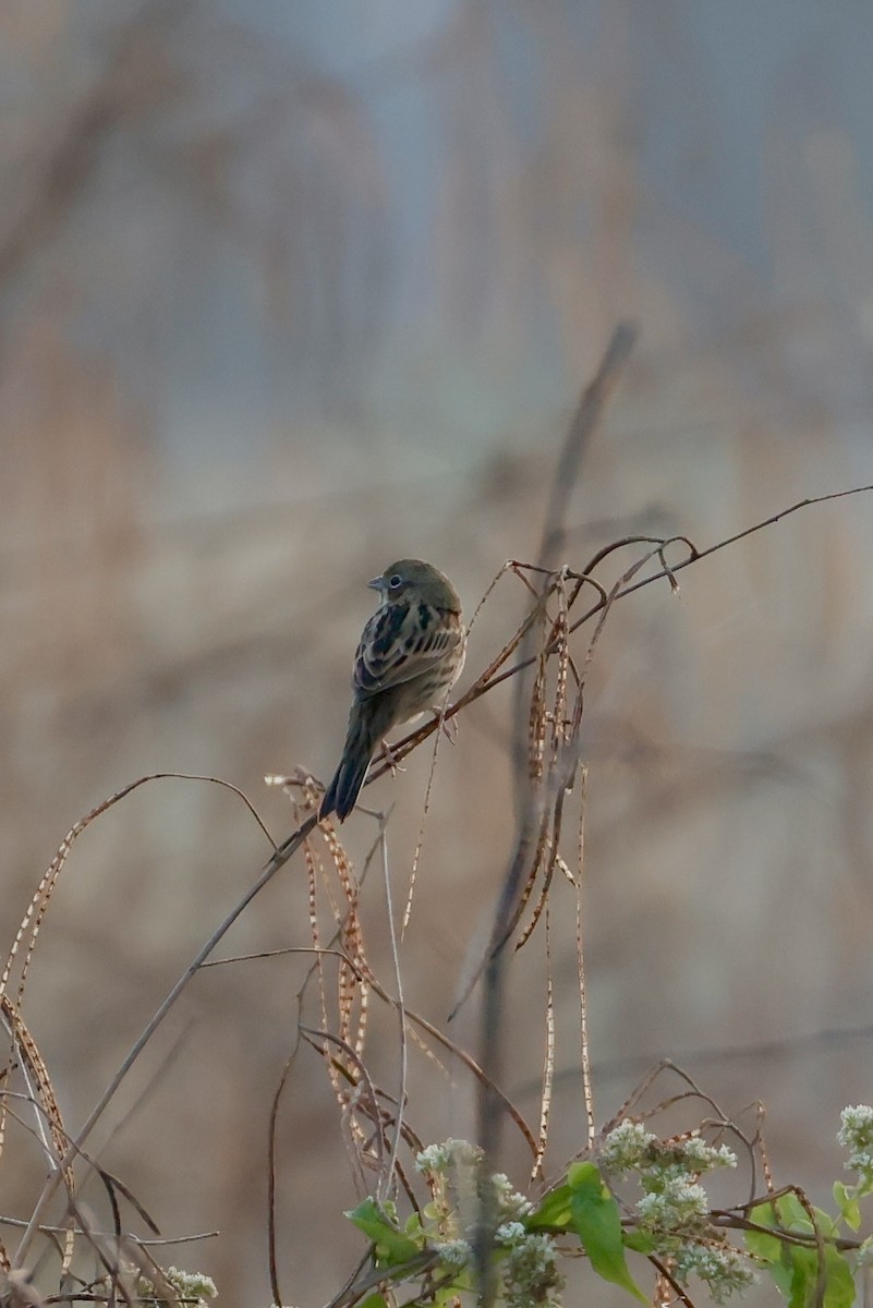 Berdantza masailgorria - ML646556197