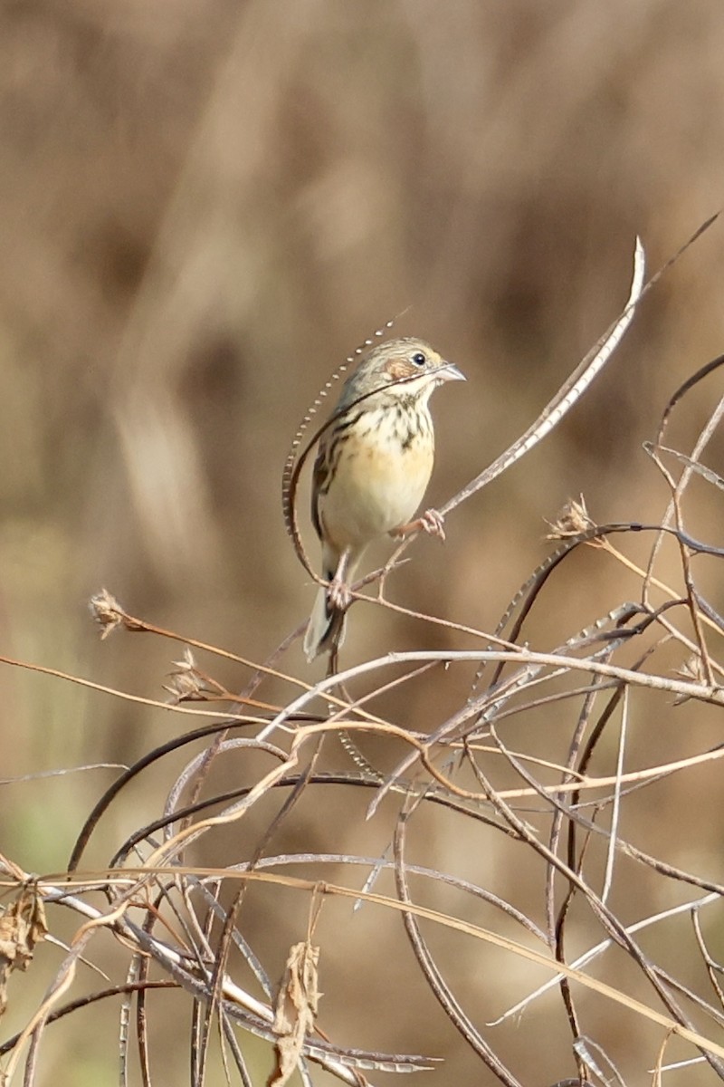 Berdantza masailgorria - ML646556198